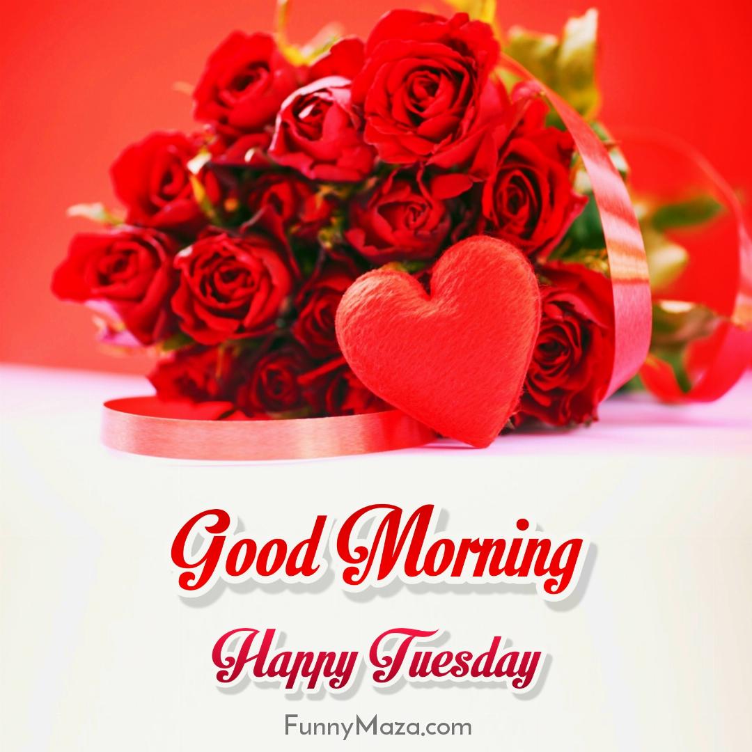 Good Morning Happy Tuesday Rose Love 2024 Images