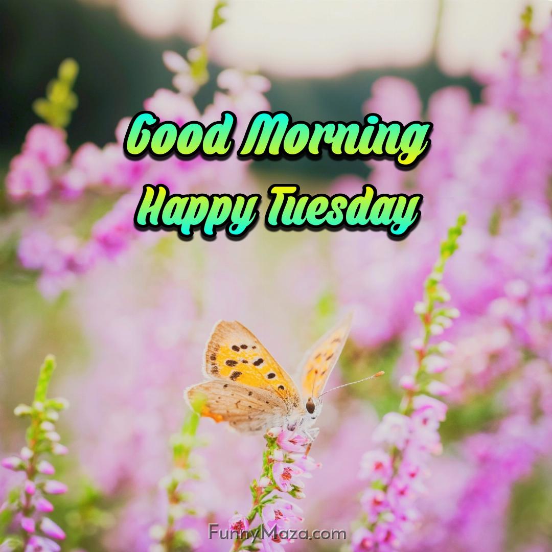 New Good Morning Happy Tuesday Butterfly Images 2024 HD Download