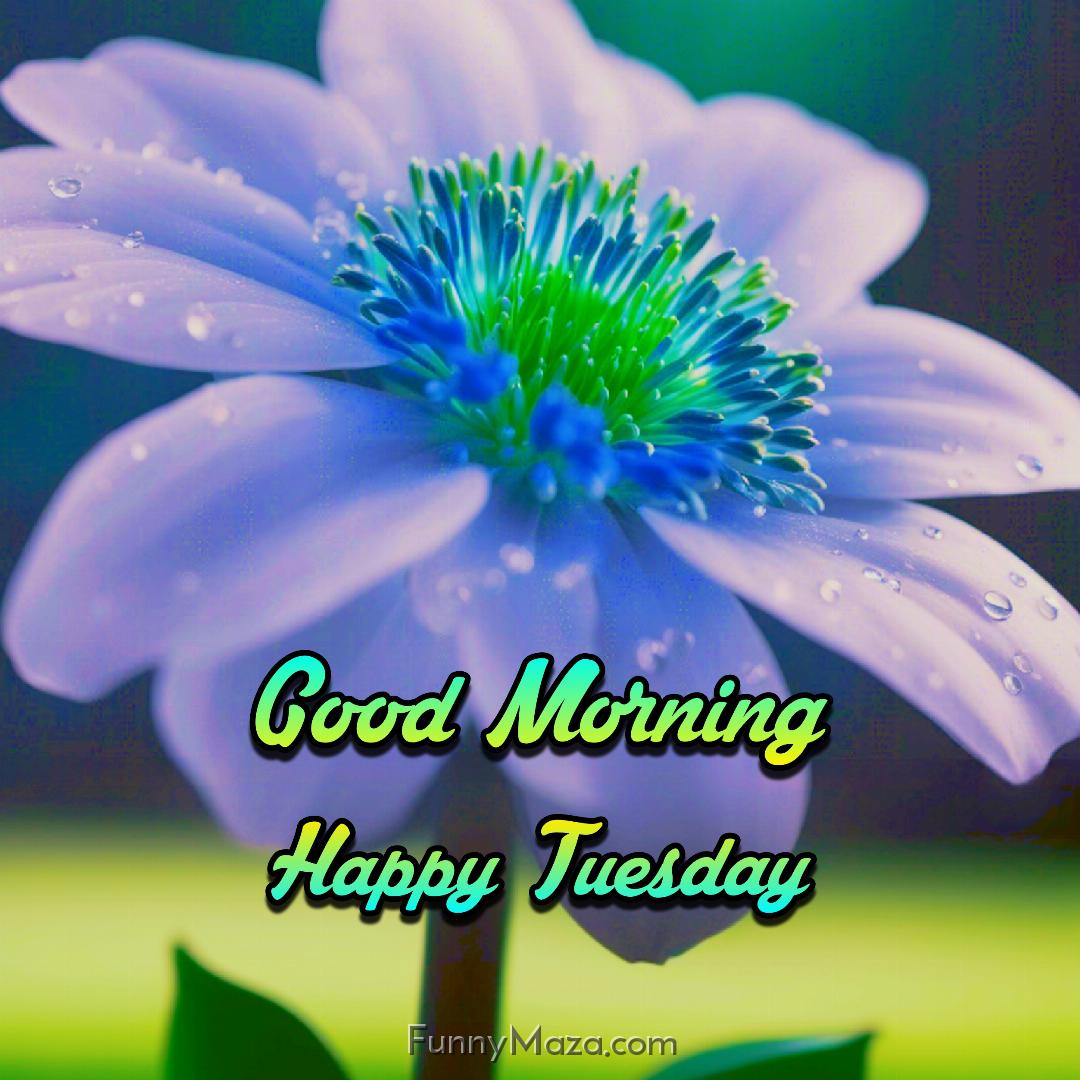 New Good Morning Happy Tuesday Dew Drops Images 2024 HD Download