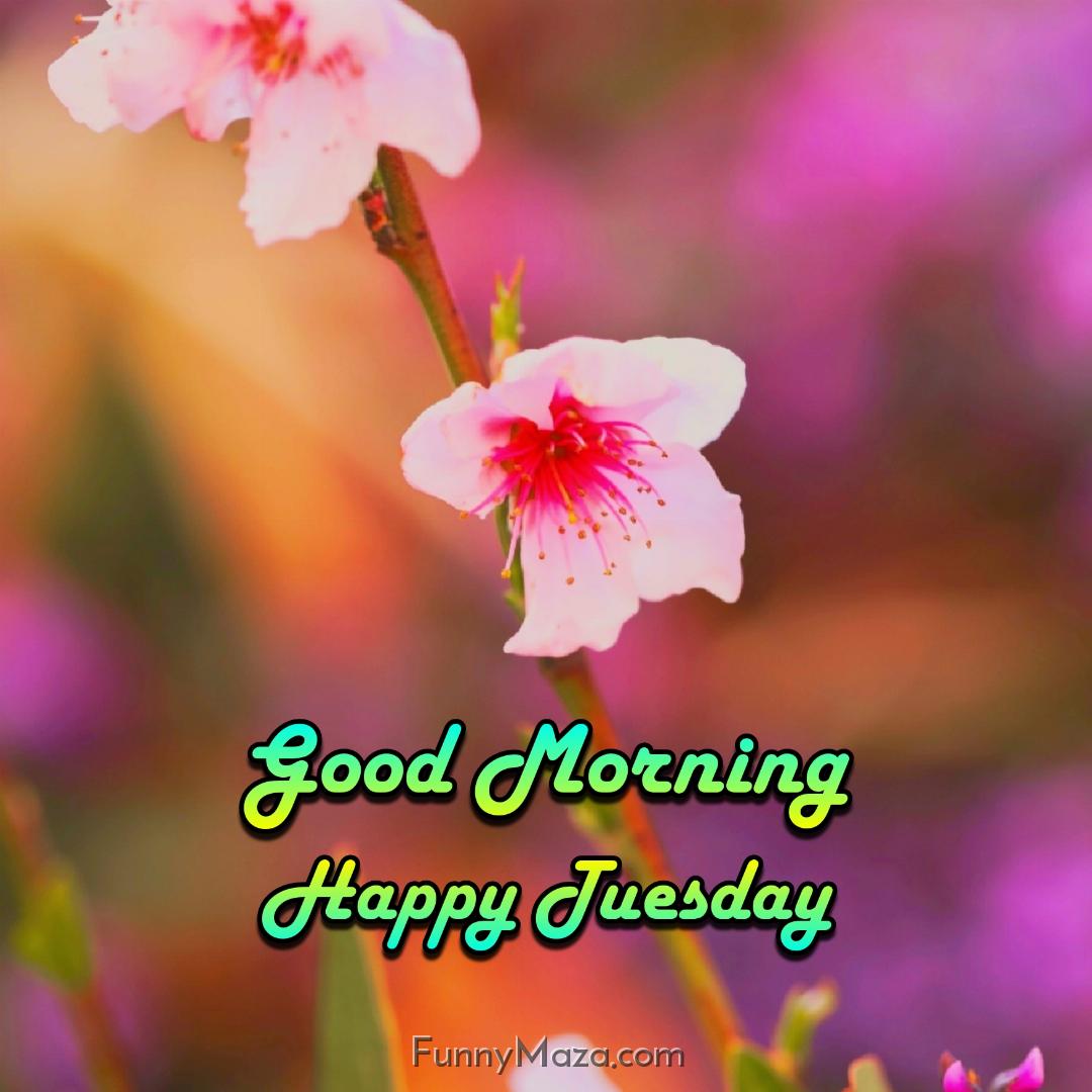 New Good Morning Happy Tuesday Flowers Images 2024 HD Download