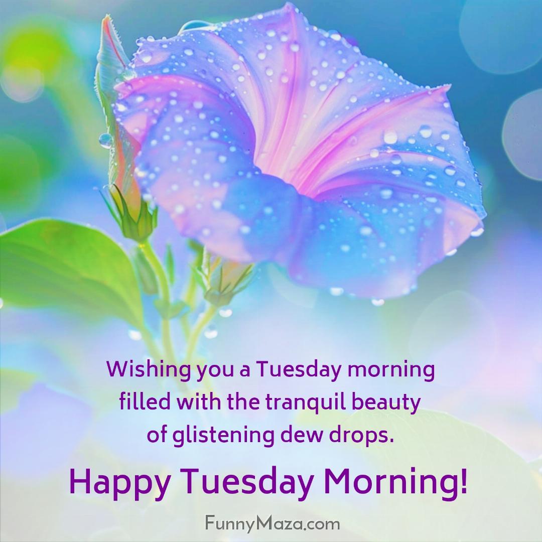 Wishing you a Tuesday morning filled with the tranquil beauty of