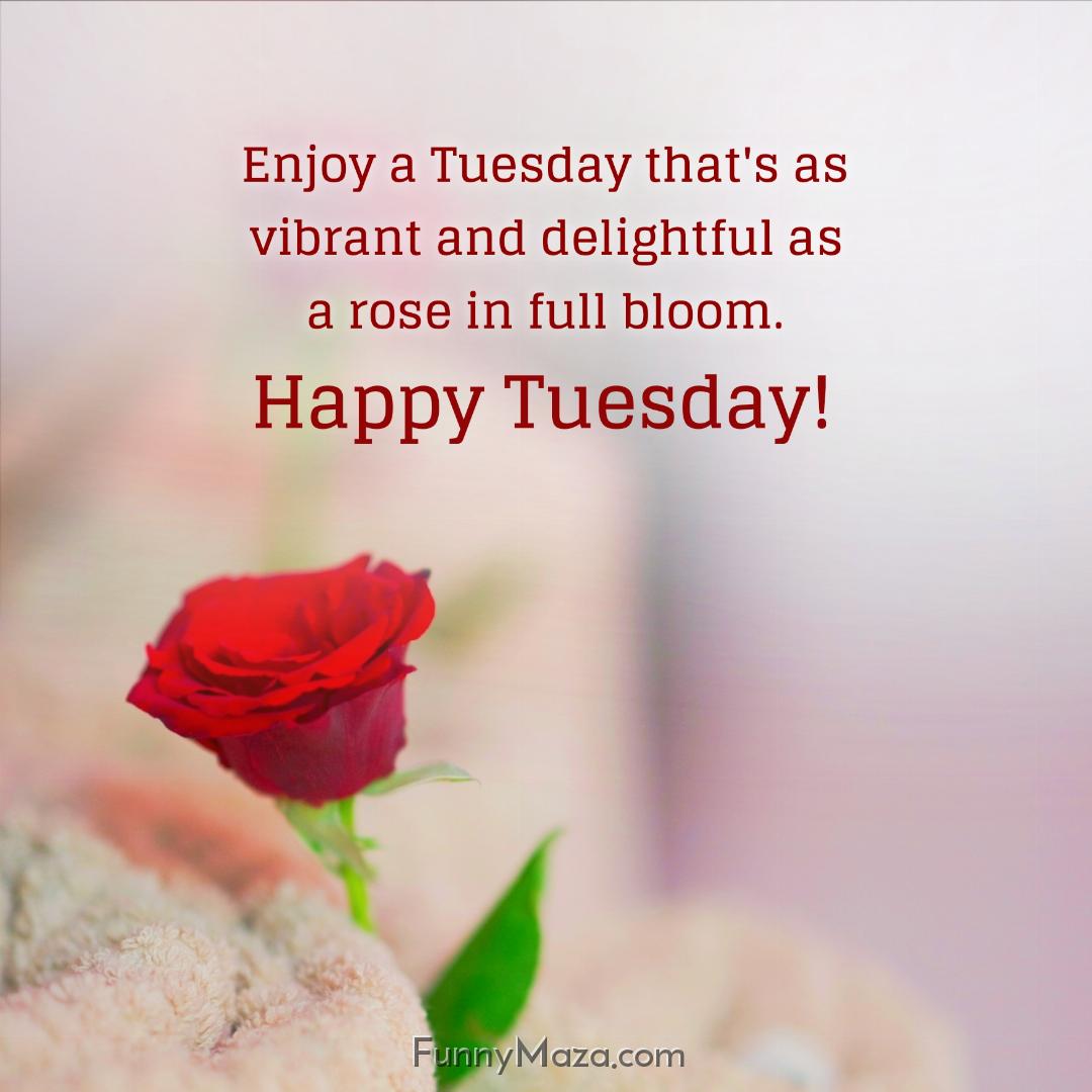 Enjoy a Tuesday that's as vibrant and delightful as a rose