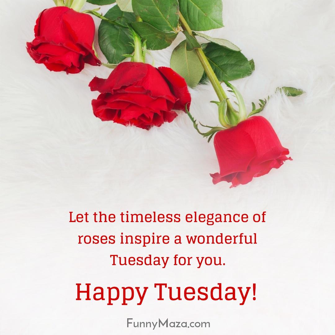 Let the timeless elegance of roses inspire a wonderful Tuesday for