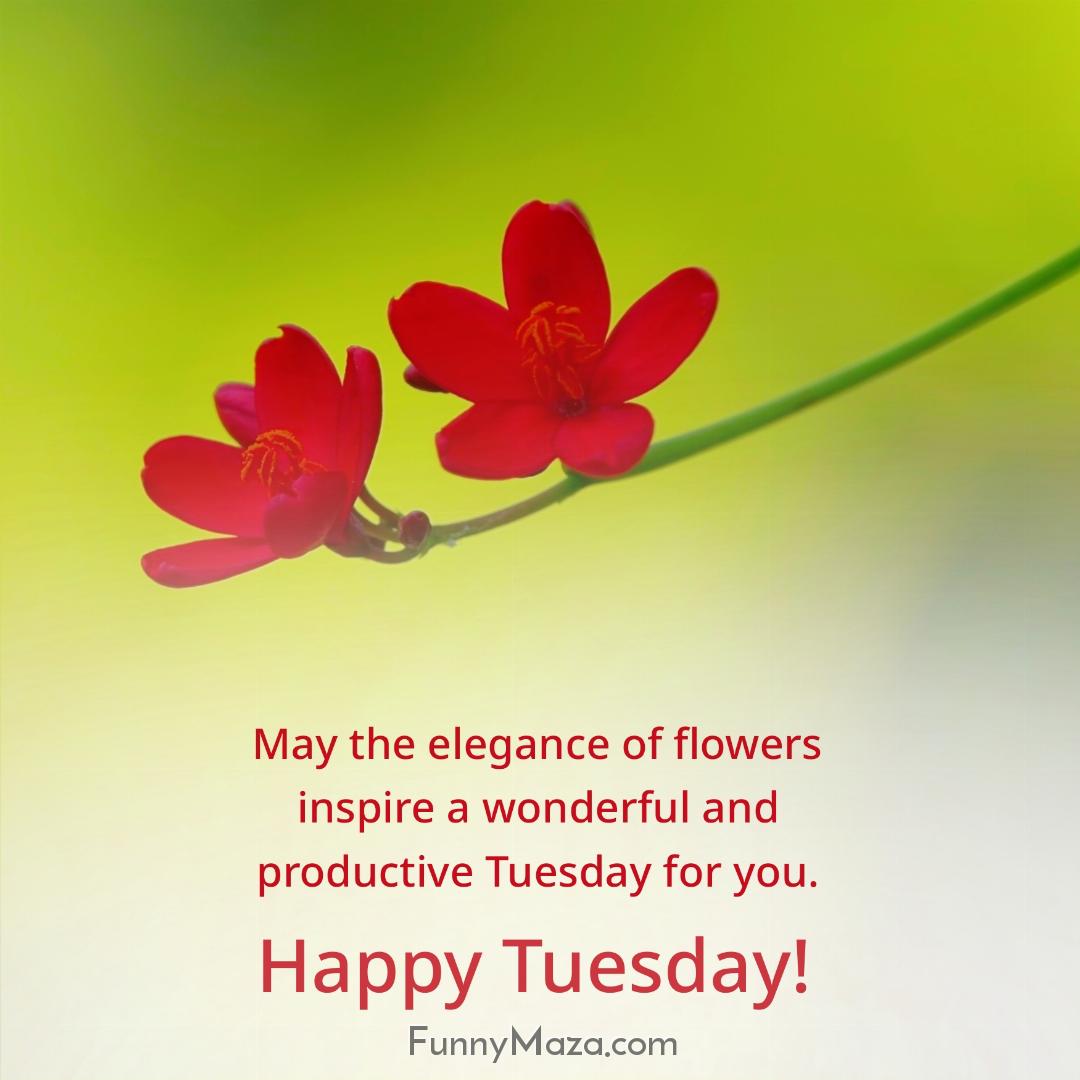 May the elegance of flowers inspire a wonderful and productive Tuesday