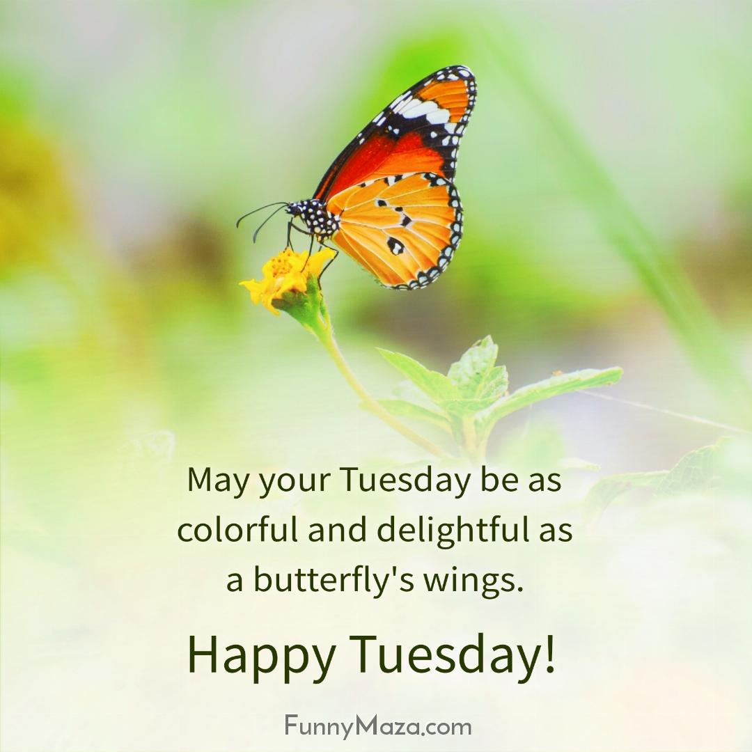 May your Tuesday be as colorful and delightful as a butterfly's