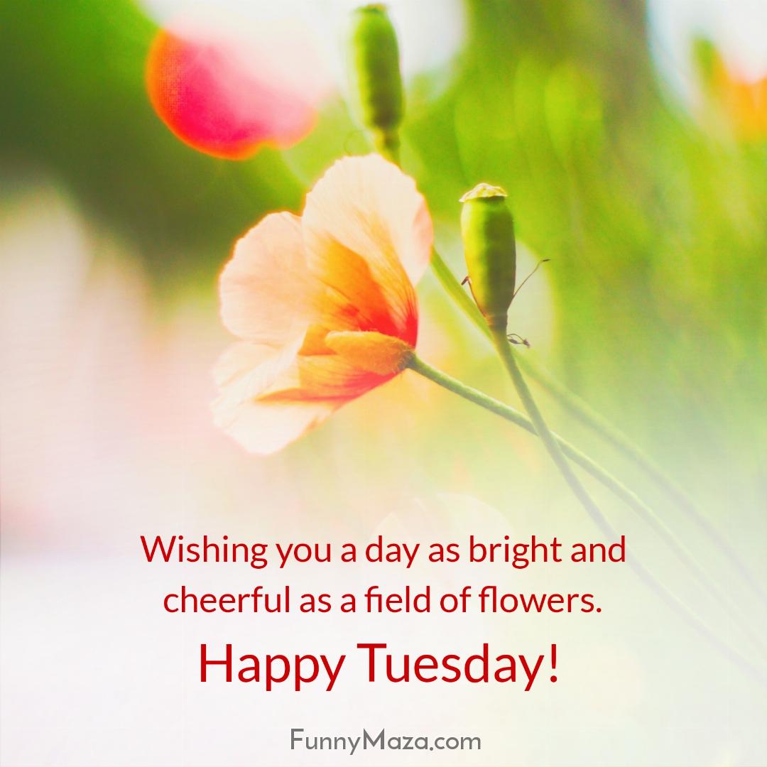 Wishing you a day as bright and cheerful as a field