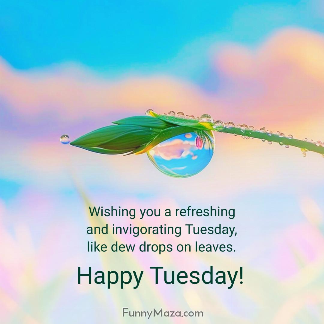 Wishing you a refreshing and invigorating Tuesday like dew drops on