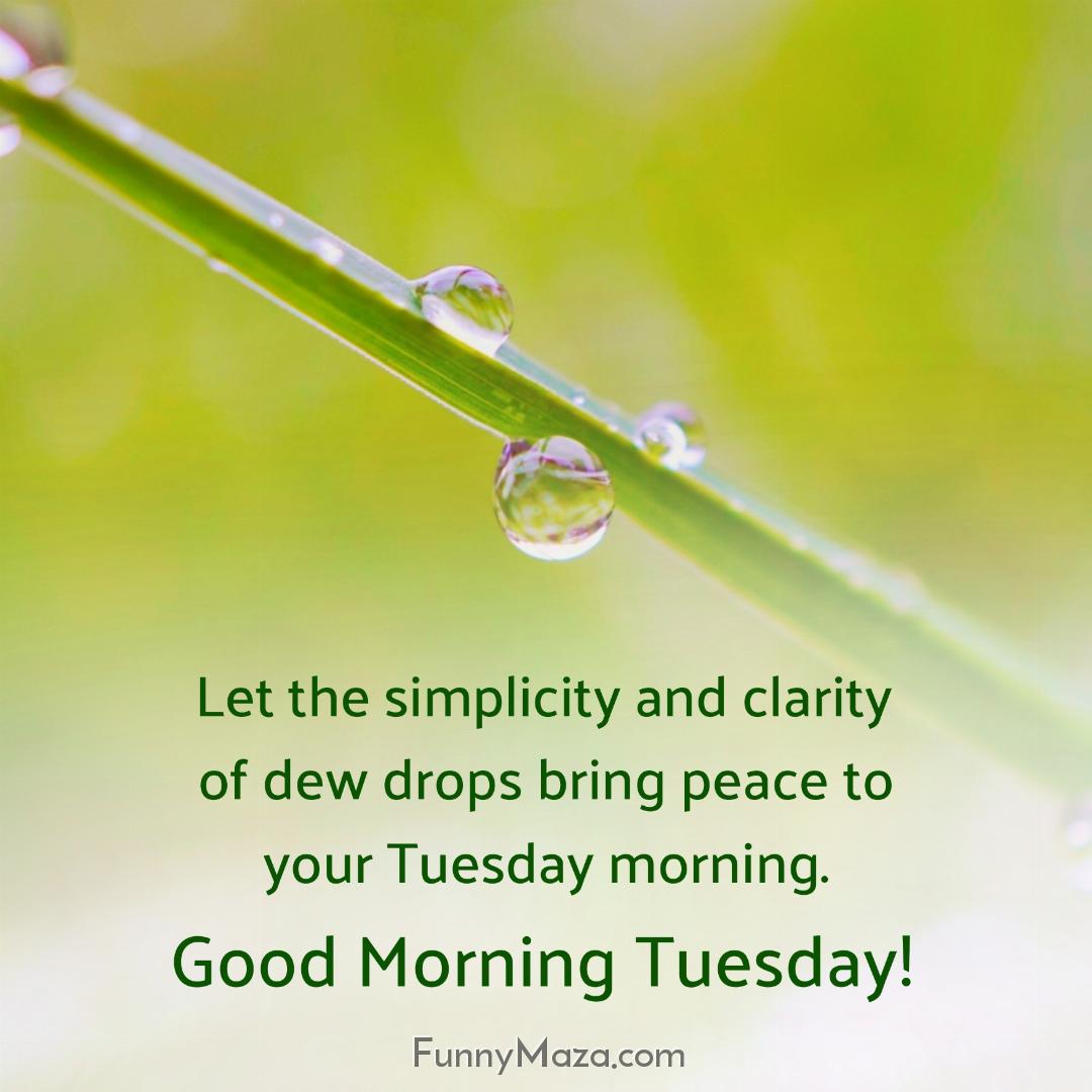 Let the simplicity and clarity of dew drops bring peace to