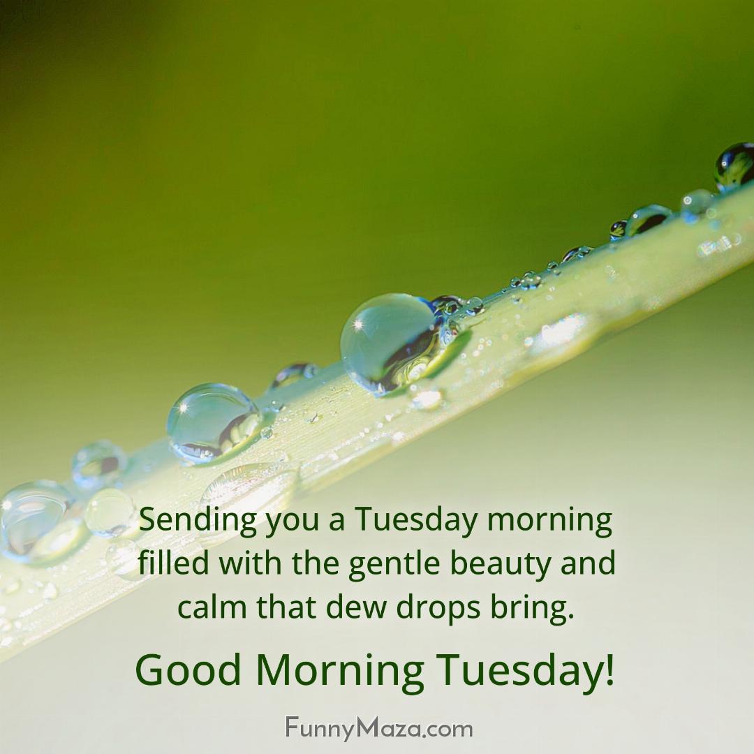 Sending you a Tuesday morning filled with the gentle beauty and