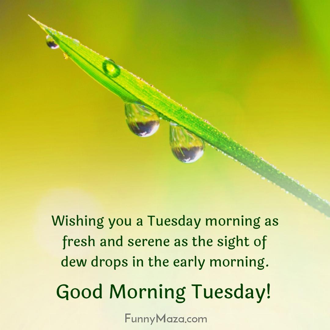 Wishing you a Tuesday morning as fresh and serene as the