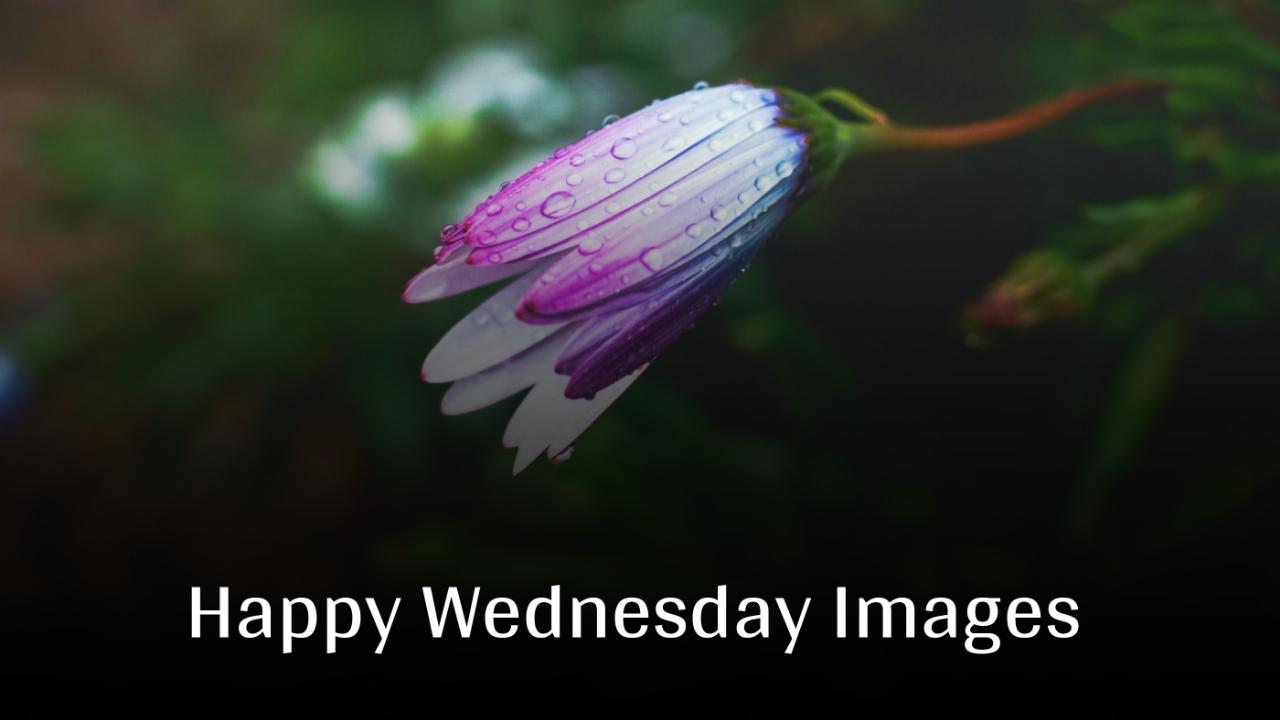 Beautiful Happy Wednesday Images