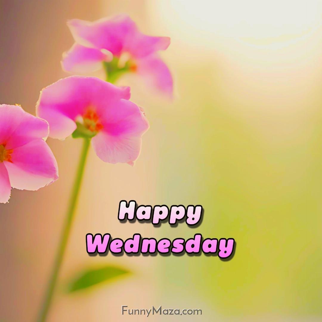 Beautiful Wednesday Flowers Images