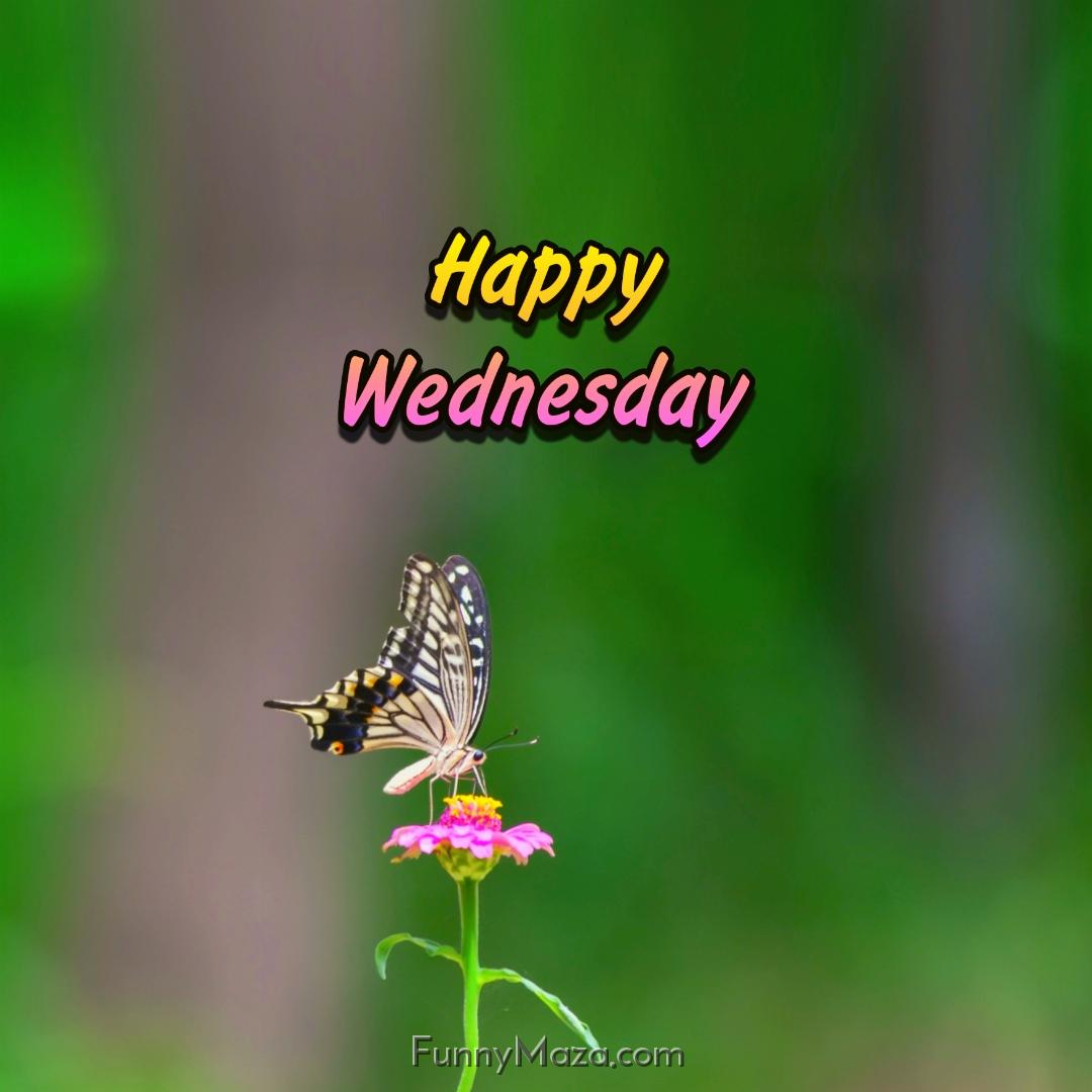 Happy Wednesday Butterfly 2024 Images