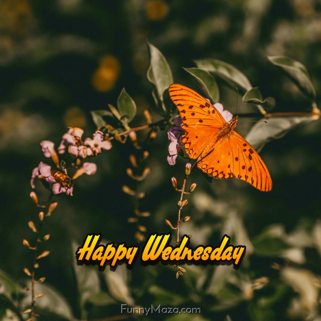 Happy Wednesday Butterfly Images