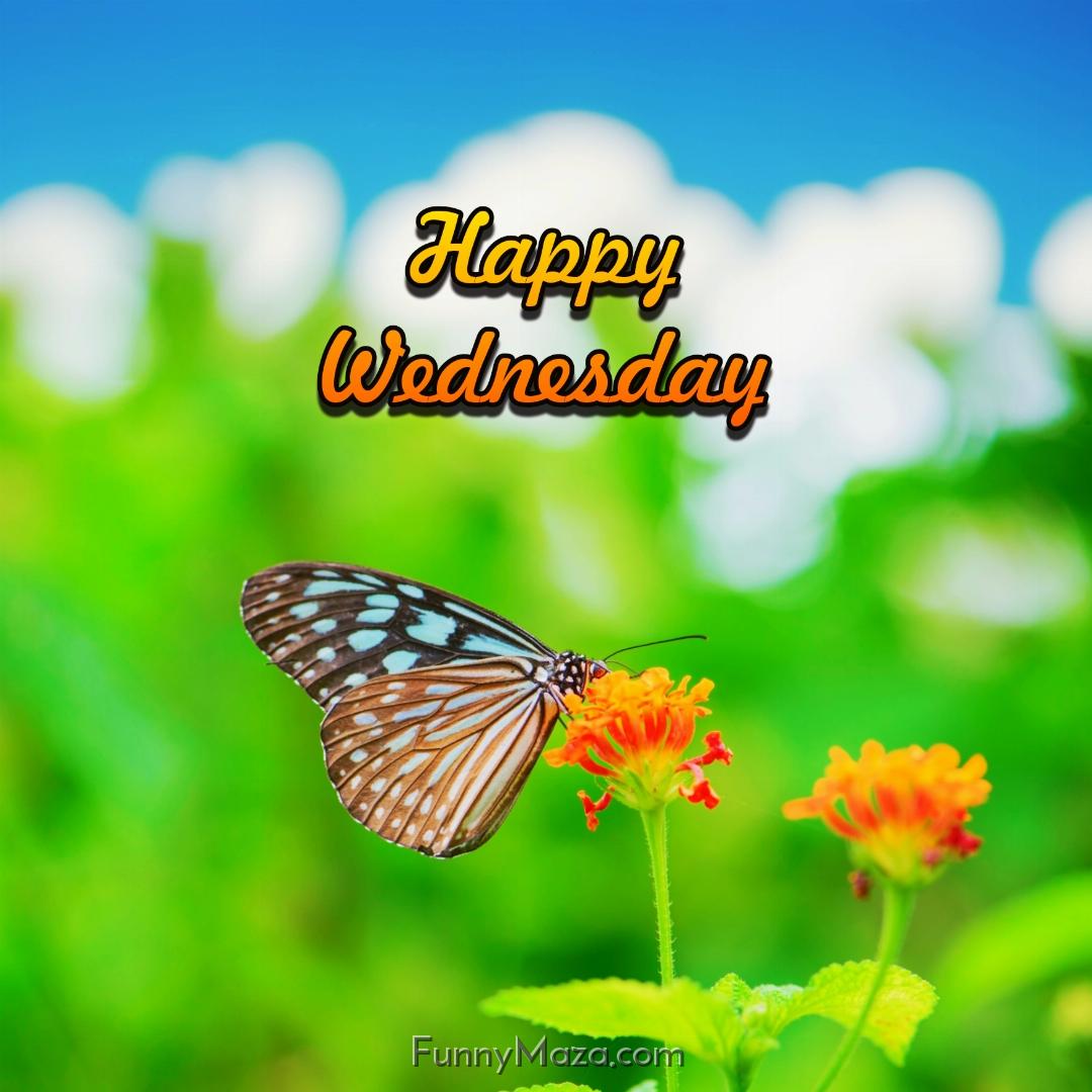 Happy Wednesday Butterfly Wallpaper