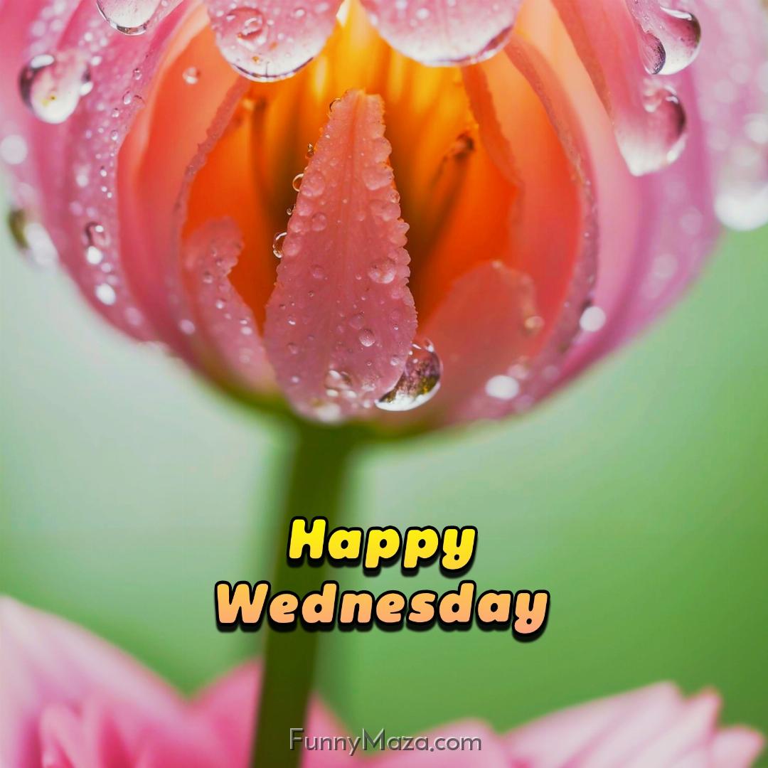 Happy Wednesday Dew Drops Images