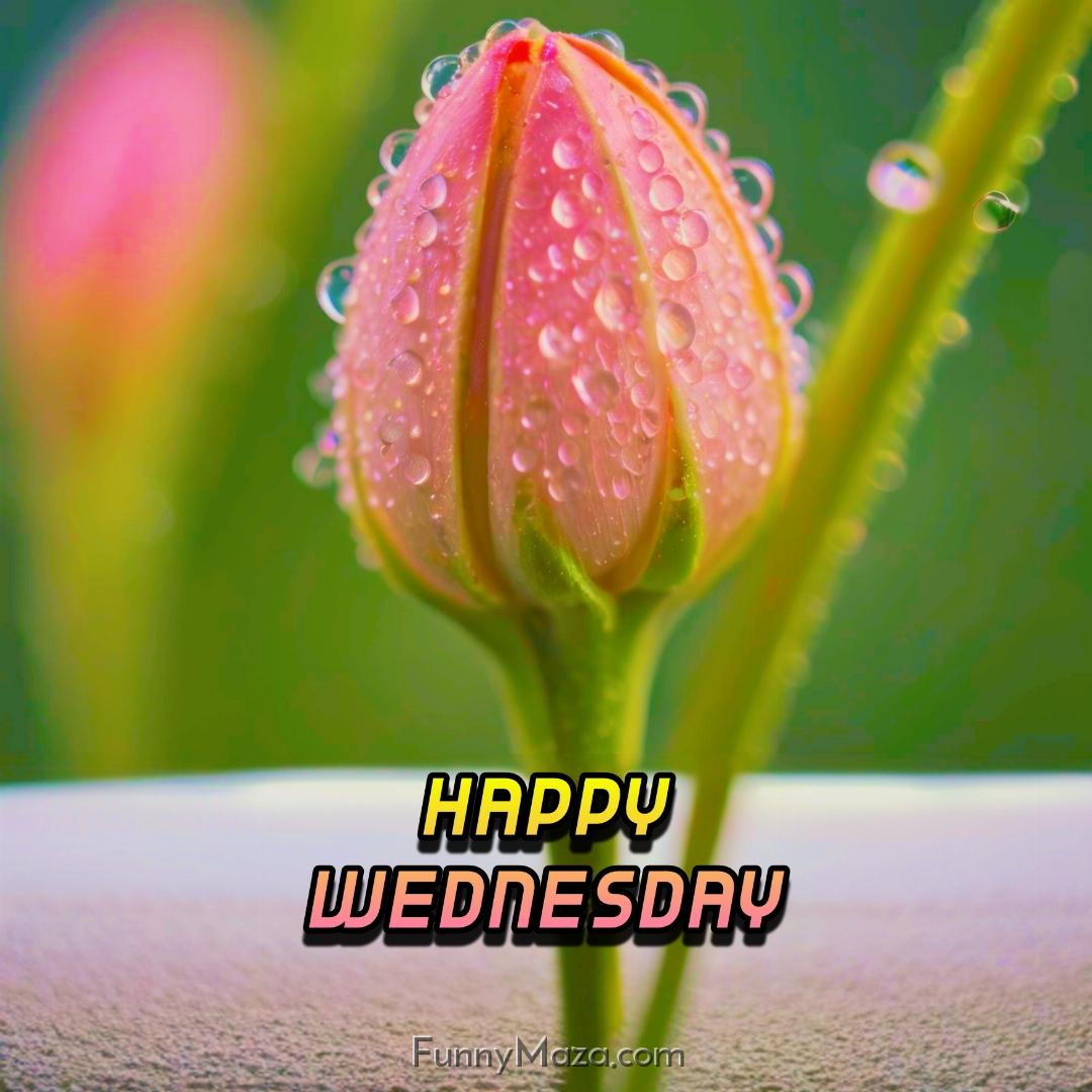 Happy Wednesday Dew Drops Wallpaper