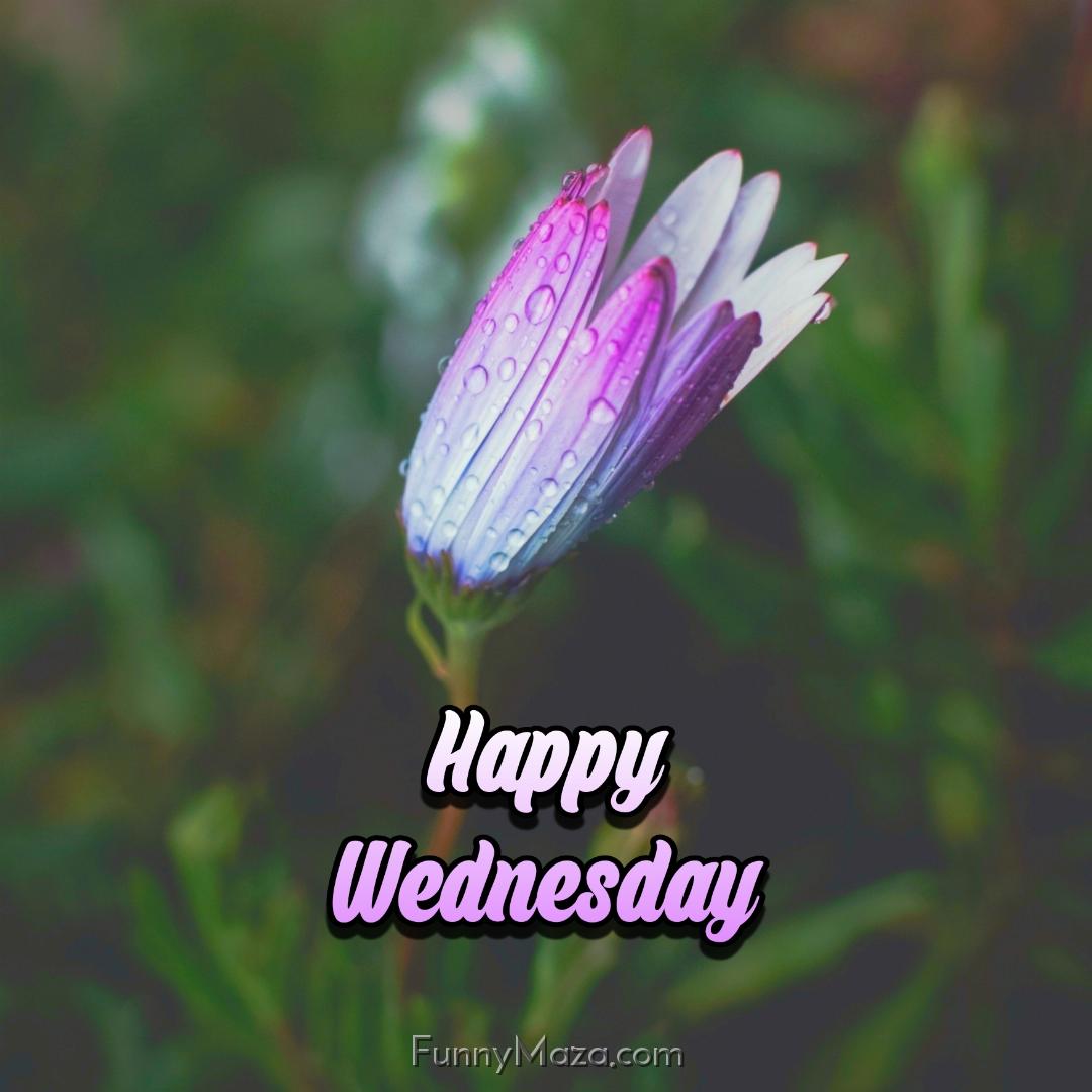 Happy Wednesday Flowers 2024 Images