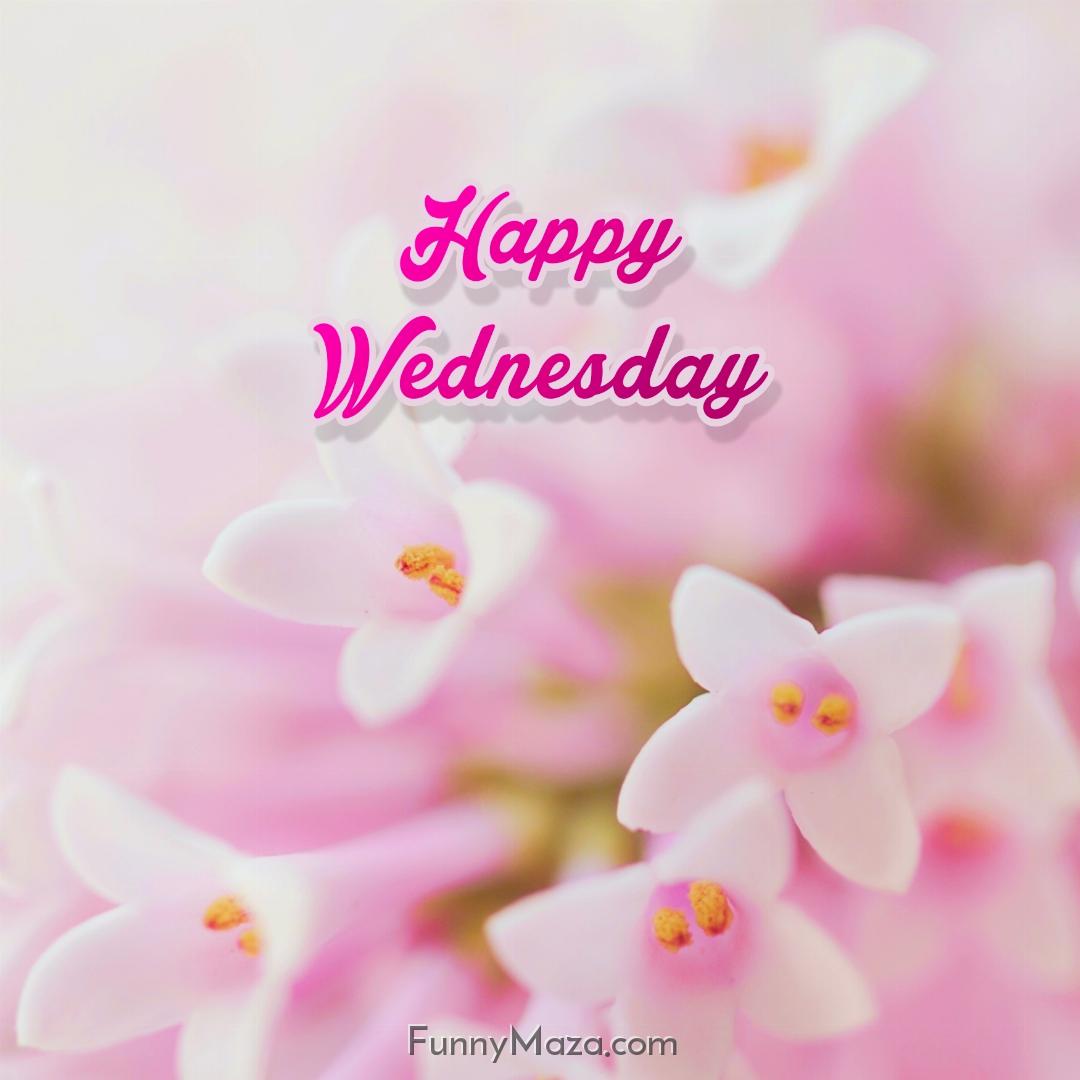 Happy Wednesday Flowers Wallpaper