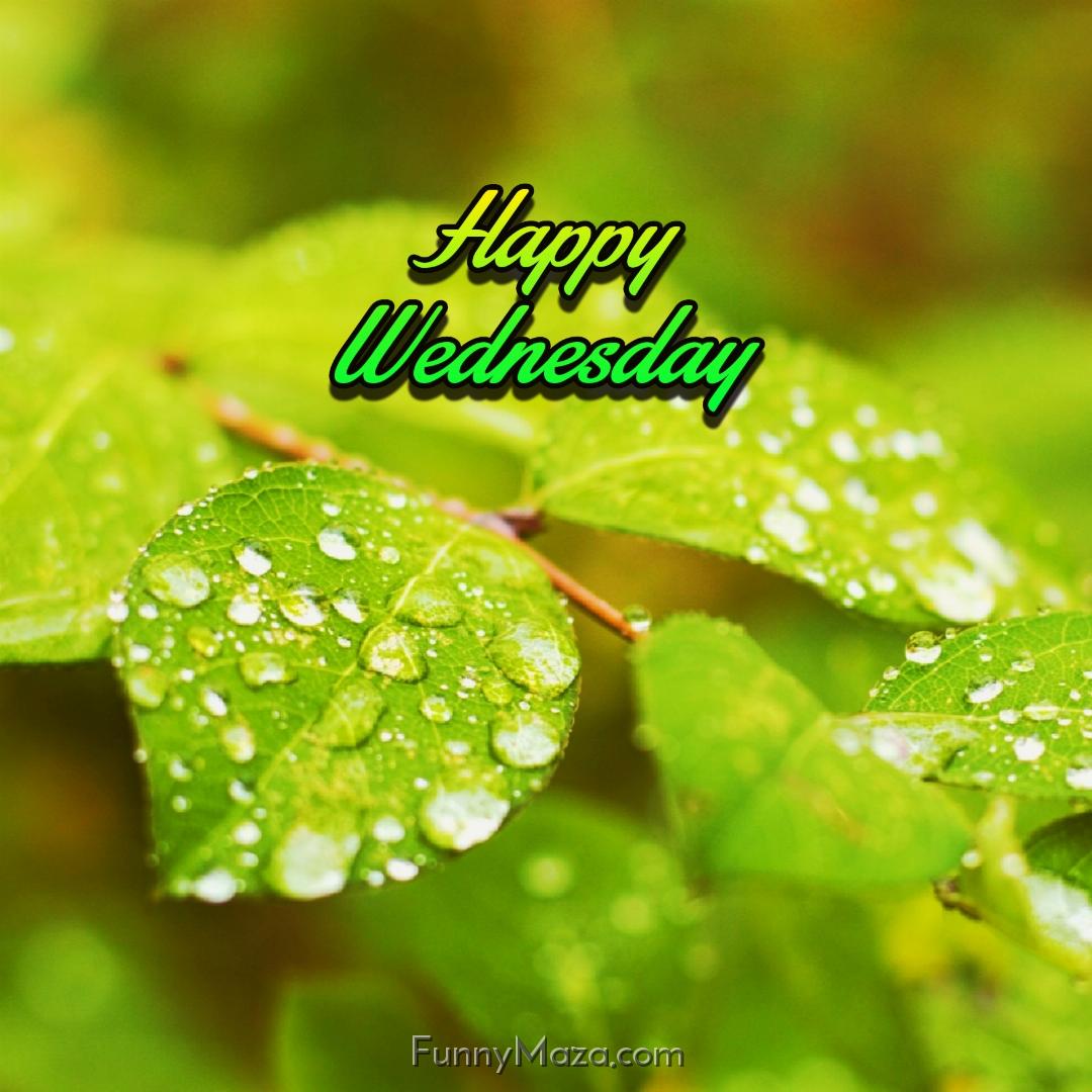 Happy Wednesday Rainy Wallpaper