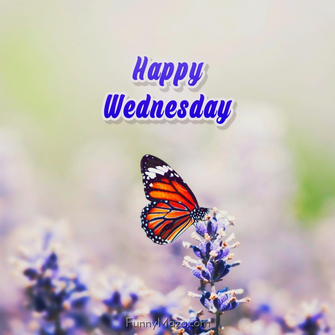 New Happy Wednesday Butterfly Images 2024 HD Download