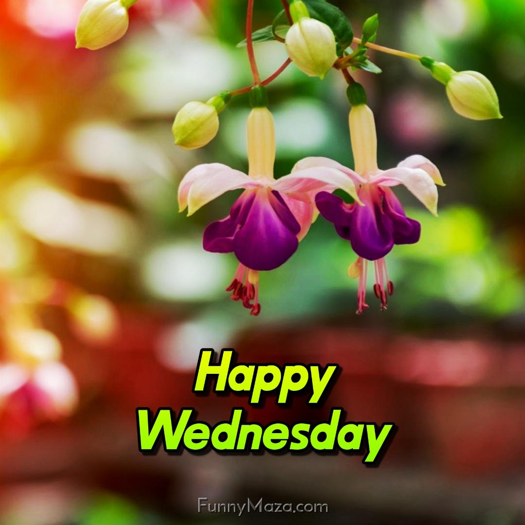 New Happy Wednesday Flowers Images 2024 HD Download