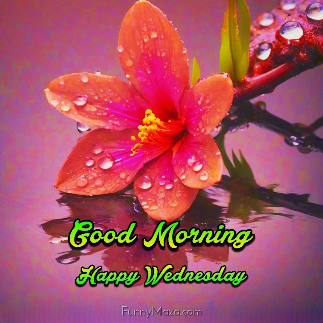 Beautiful Good Morning Happy Wednesday Dew Drops Photos