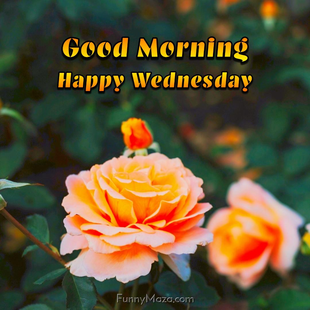 Beautiful Good Morning Happy Wednesday Flowers Photos