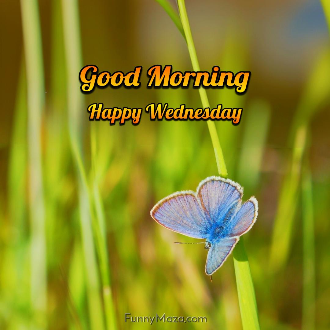 Good Morning Happy Wednesday Butterfly 2024 Images