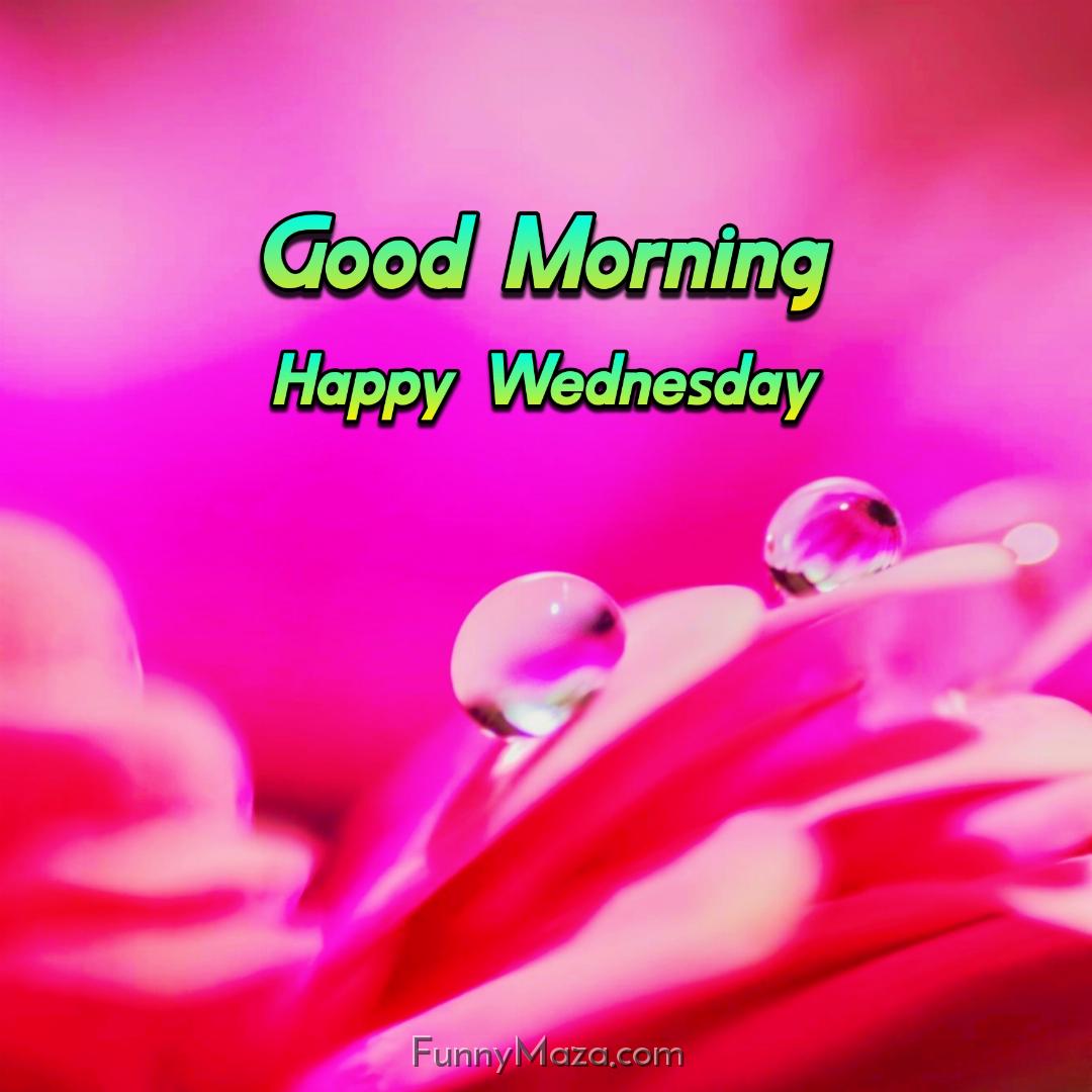 Good Morning Happy Wednesday Dew Drops 2024 Images