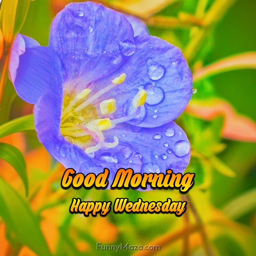 Good Morning Happy Wednesday Dew Drops Wallpaper