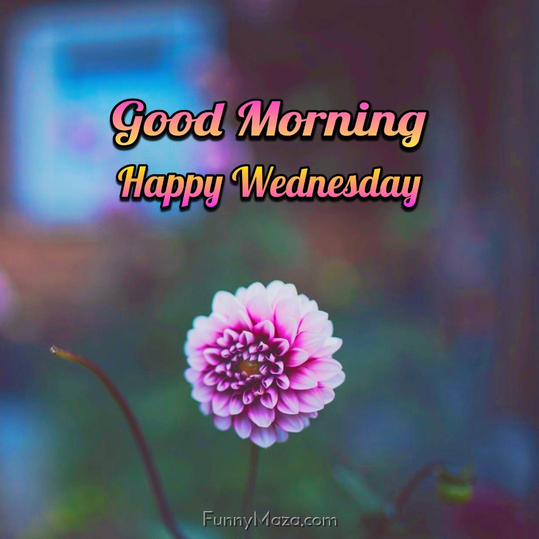 Good Morning Happy Wednesday Flowers 2024 Images