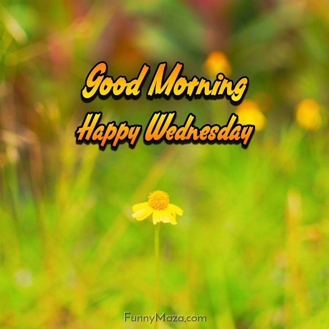 Good Morning Happy Wednesday Flowers Images