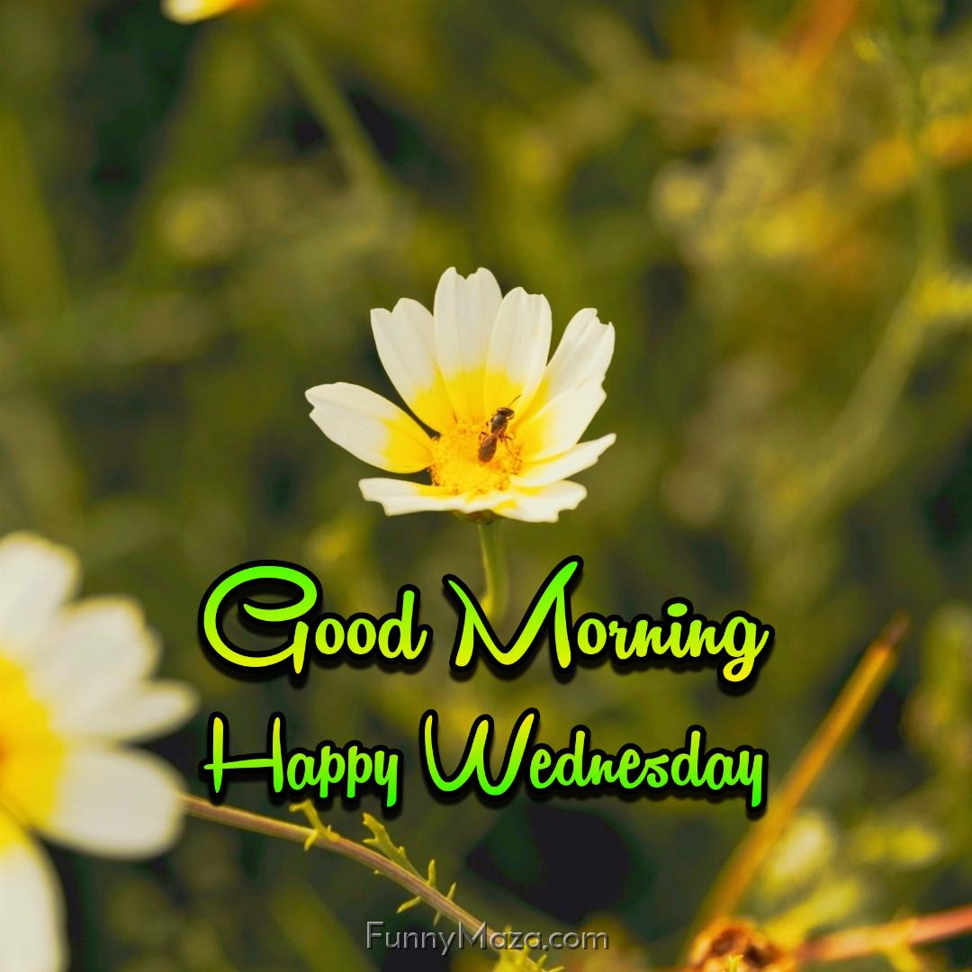 Good Morning Happy Wednesday Flowers Wallpaper