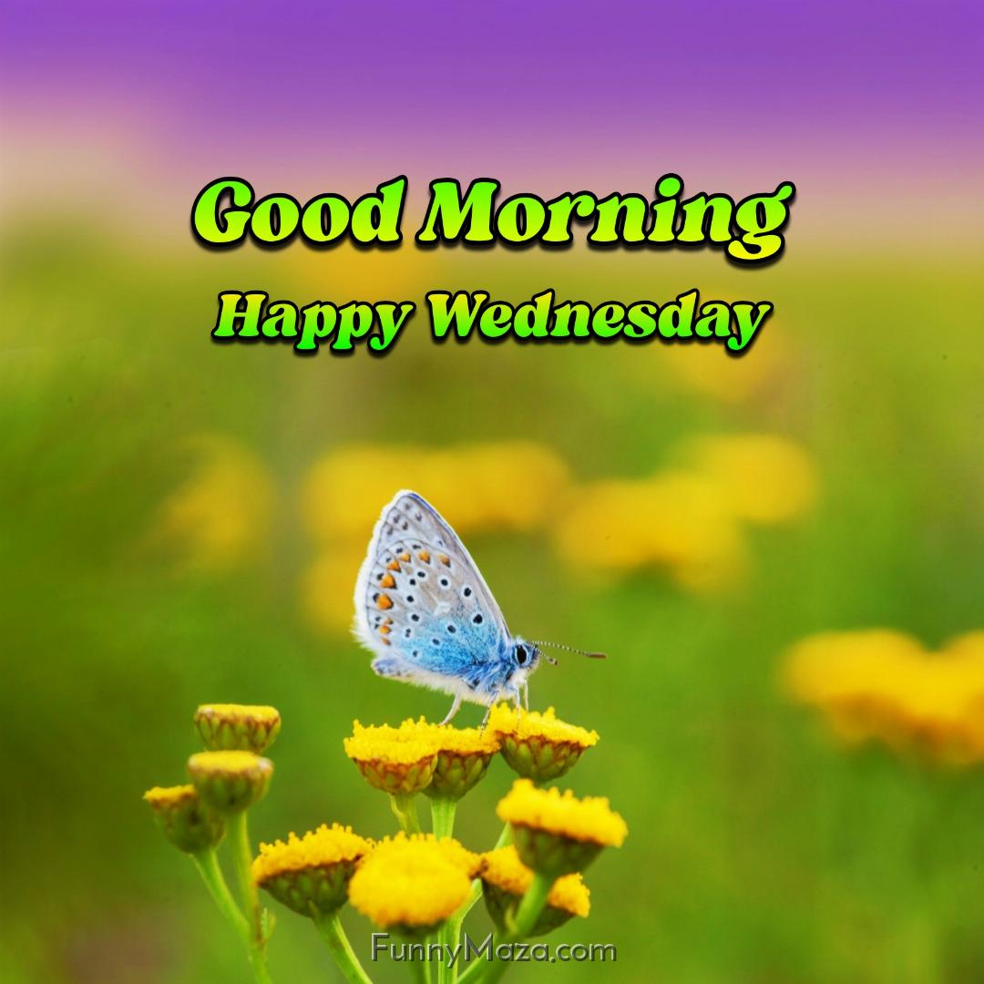 New Good Morning Happy Wednesday Butterfly Images 2024 HD Download