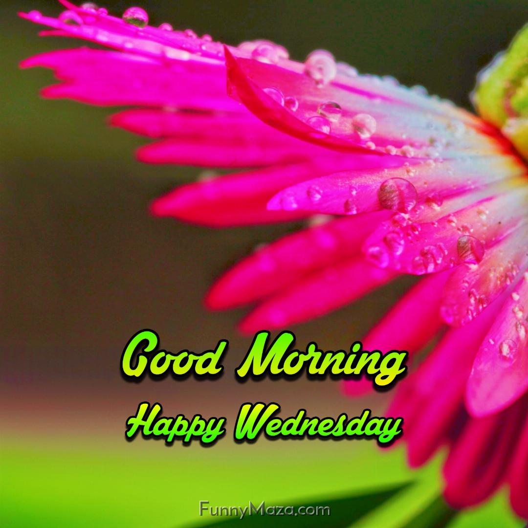 New Good Morning Happy Wednesday Dew Drops Images 2024 HD Download