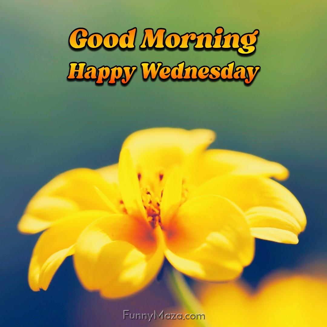 New Good Morning Happy Wednesday Flowers Images 2024 HD Download