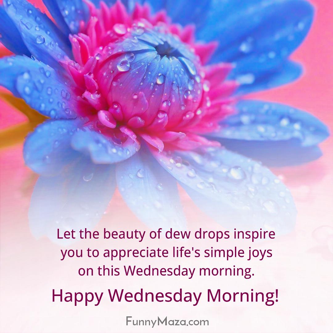 Let the beauty of dew drops inspire you to appreciate life's