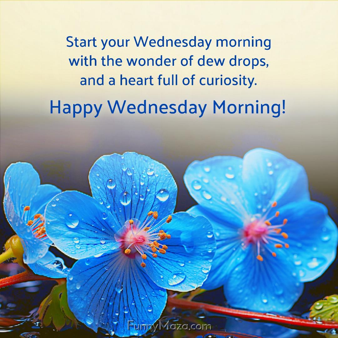 Start your Wednesday morning with the wonder of dew drops and