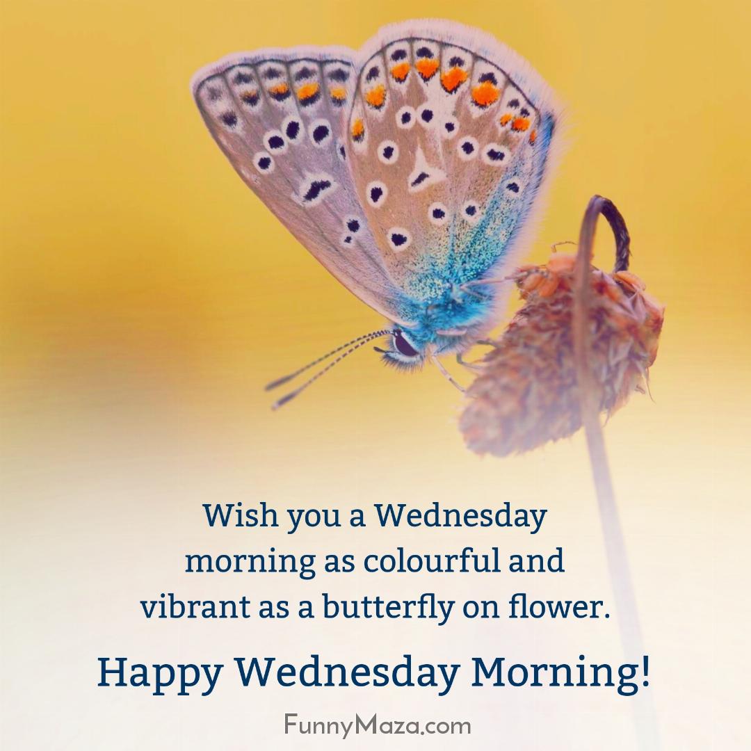 Wish you a Wednesday morning as colourful and vibrant as a