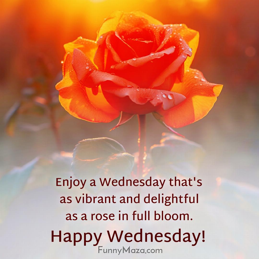 Enjoy a Wednesday that's as vibrant and delightful as a rose