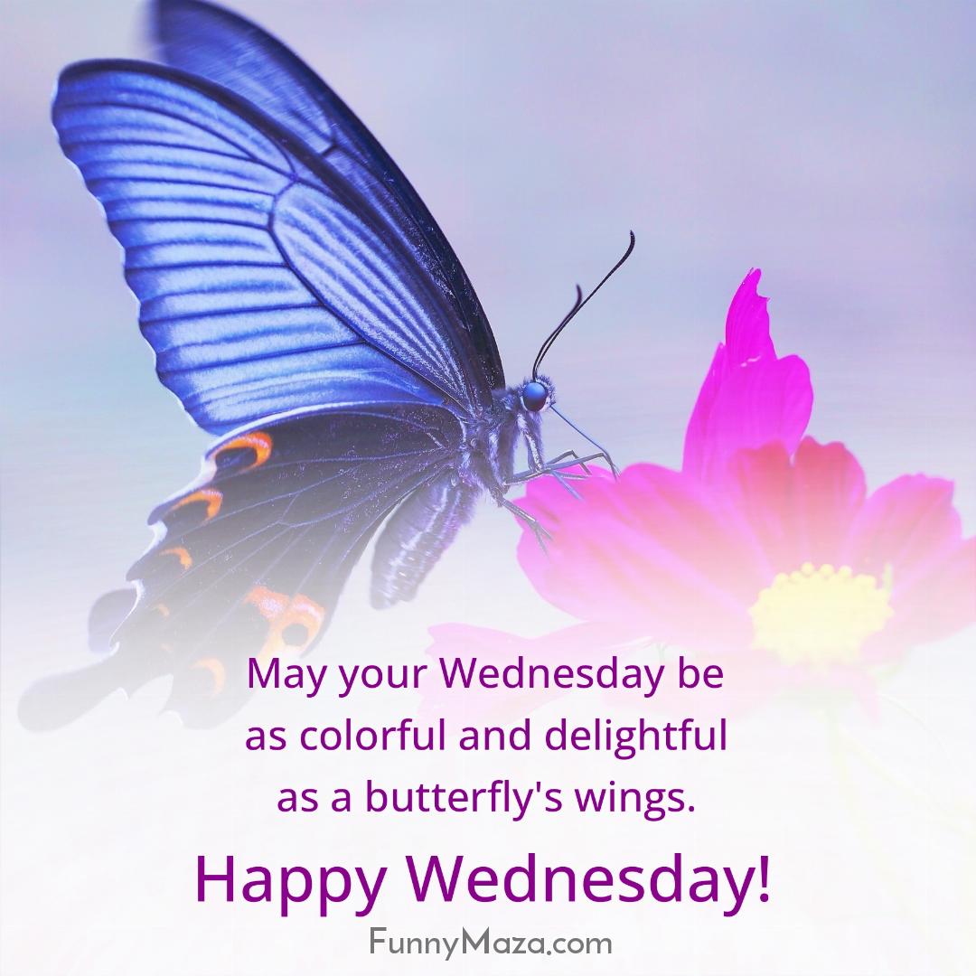 May your Wednesday be as colorful and delightful as a butterfly's