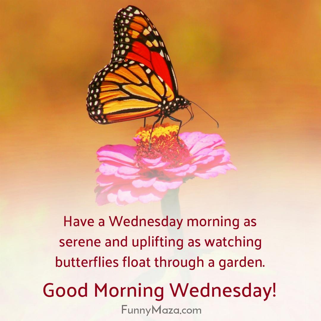 Have a Wednesday morning as serene and uplifting as watching butterflies