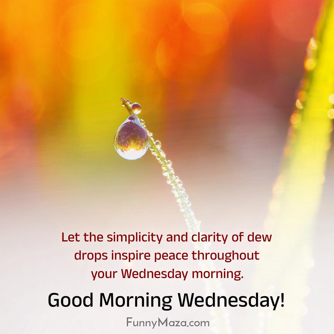 Let the simplicity and clarity of dew drops inspire peace throughout