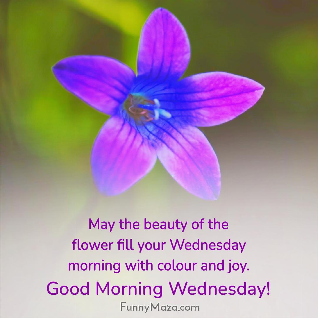 May the beauty of the flower fill your Wednesday morning with