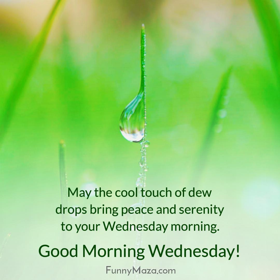 May the cool touch of dew drops bring peace and serenity